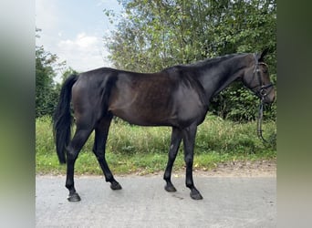 Westphalien, Hongre, 6 Ans, 168 cm, Bai brun foncé