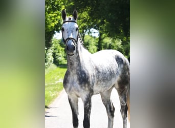 Westphalien, Hongre, 6 Ans, 170 cm, Gris