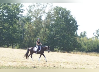 Westphalien, Hongre, 6 Ans, 170 cm, Noir