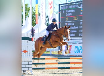 Westphalien, Hongre, 6 Ans, 172 cm, Alezan brûlé