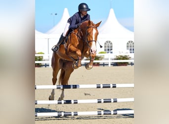 Westphalien, Hongre, 6 Ans, 172 cm, Alezan brûlé