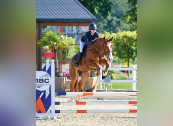 Westphalien, Hongre, 6 Ans, 172 cm, Alezan brûlé