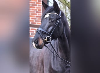 Westphalien, Hongre, 6 Ans, 172 cm, Bai brun foncé