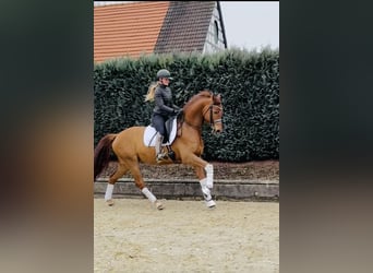 Westphalien, Hongre, 6 Ans, 173 cm, Alezan