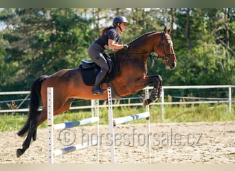Westphalien, Hongre, 6 Ans, 173 cm, Bai