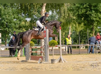 Westphalien, Hongre, 6 Ans, 174 cm, Bai brun foncé