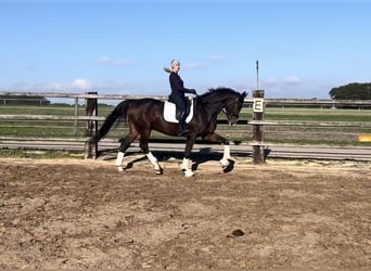 Westphalien, Hongre, 6 Ans, 174 cm, Bai