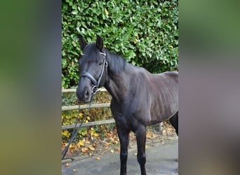 Westphalien, Hongre, 6 Ans, 174 cm, Noir