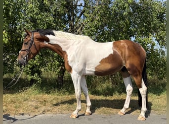 Westphalien, Hongre, 6 Ans, 176 cm, Pinto