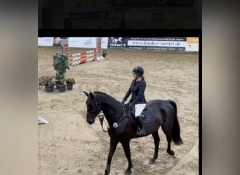 Westphalien, Hongre, 6 Ans, 178 cm, Bai brun foncé