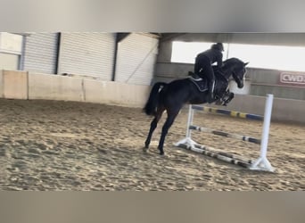 Westphalien, Hongre, 6 Ans, 178 cm, Bai brun foncé