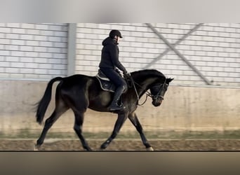 Westphalien, Hongre, 6 Ans, 178 cm, Bai brun foncé