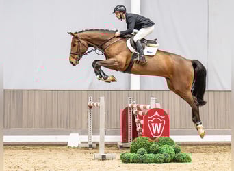 Westphalien, Hongre, 6 Ans, 180 cm, Bai