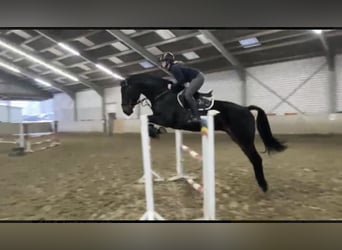 Westphalien, Hongre, 6 Ans, 182 cm, Bai brun foncé