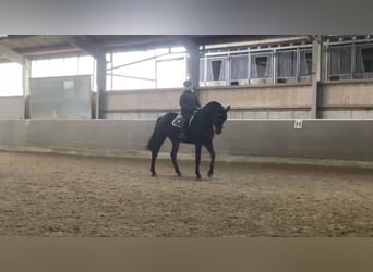 Westphalien, Hongre, 6 Ans, 182 cm, Bai brun foncé