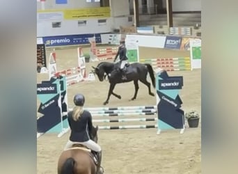 Westphalien, Hongre, 6 Ans, 182 cm, Bai brun foncé