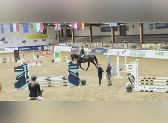 Westphalien, Hongre, 6 Ans, 182 cm, Bai brun foncé