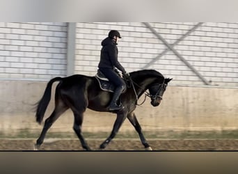 Westphalien, Hongre, 6 Ans, 182 cm, Bai brun foncé