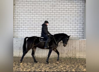 Westphalien, Hongre, 6 Ans, 182 cm, Bai brun foncé