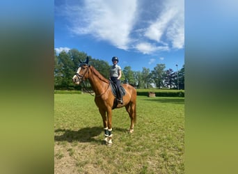 Westphalien, Hongre, 6 Ans, 183 cm, Alezan