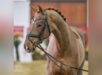 Westphalien, Hongre, 6 Ans, Alezan