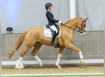 Westphalien, Hongre, 6 Ans, Alezan