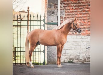 Westphalien, Hongre, 7 Ans, 155 cm, Alezan