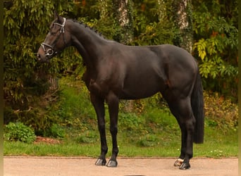 Westphalien, Hongre, 7 Ans, 164 cm, Noir