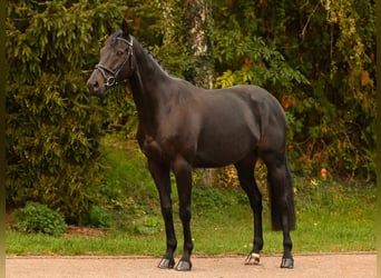 Westphalien, Hongre, 7 Ans, 164 cm, Noir