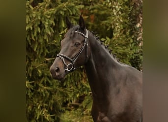 Westphalien, Hongre, 7 Ans, 164 cm, Noir