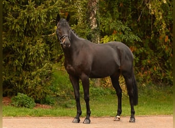 Westphalien, Hongre, 7 Ans, 164 cm, Noir