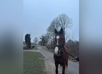 Westphalien, Hongre, 7 Ans, 165 cm, Bai