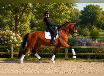 Westphalien, Hongre, 7 Ans, 166 cm, Bai