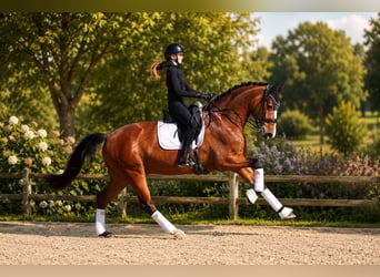 Westphalien, Hongre, 7 Ans, 166 cm, Bai