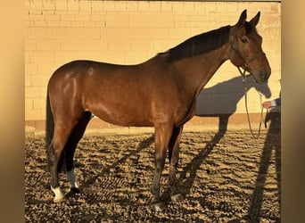 Westphalien, Hongre, 7 Ans, 167 cm, Bai