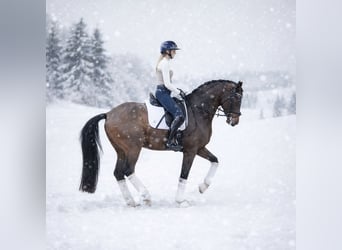 Westphalien, Hongre, 7 Ans, 169 cm, Bai