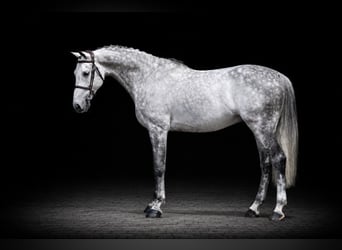 Westphalien, Hongre, 7 Ans, 169 cm, Gris