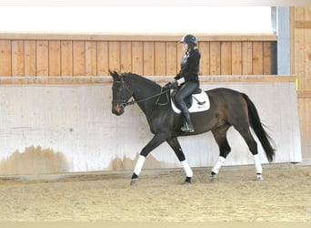 Westphalien, Hongre, 7 Ans, 170 cm, Bai brun