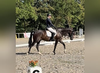 Westphalien, Hongre, 7 Ans, 170 cm, Bai brun