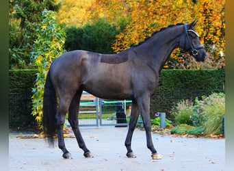 Westphalien, Hongre, 7 Ans, 171 cm, Noir