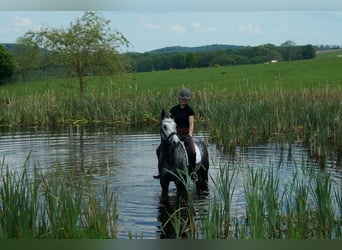 Westphalien, Hongre, 7 Ans, 172 cm, Gris