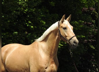 Westphalien, Hongre, 7 Ans, 172 cm, Palomino