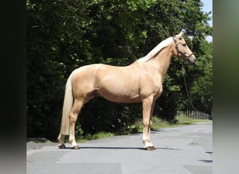 Westphalien, Hongre, 7 Ans, 172 cm, Palomino