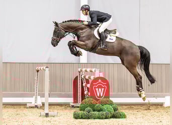 Westphalien, Hongre, 7 Ans, 173 cm, Bai