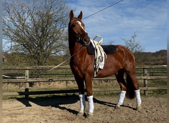 Westphalien, Hongre, 7 Ans, 180 cm, Alezan