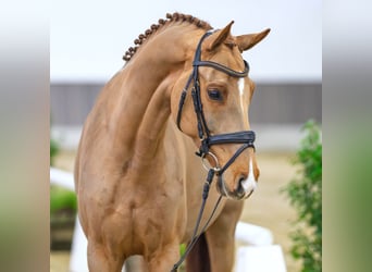 Westphalien, Hongre, 7 Ans, Alezan