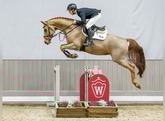 Westphalien, Hongre, 7 Ans, Alezan