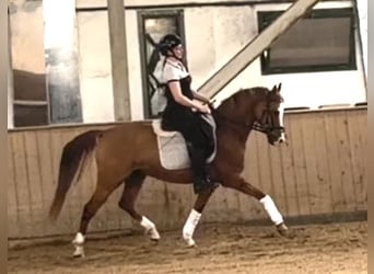 Westphalien, Hongre, 8 Ans, 150 cm, Alezan