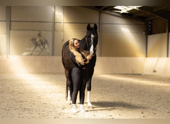 Westphalien, Hongre, 8 Ans, 164 cm, Noir