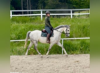 Westphalien, Hongre, 8 Ans, 165 cm, Gris